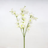 Jasmine
